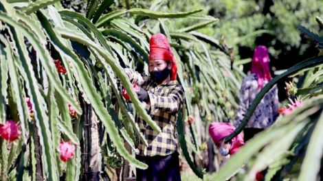 Quam kháo phổng Tày Bắc thứ 3 mự 31 căm bườn 5 pì 2022