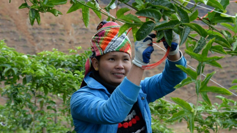 Quam kháo phổng Tày Bắc thứ 5 mự 9 căm bườn 6 pì 2022