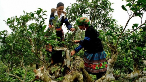 Yên Bái tập trung phát triển cây chè vùng cao
