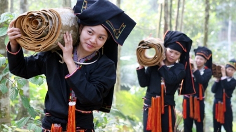 Cây quế Văn Yên làm giàu cho người Dao