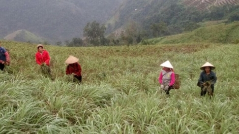 Trồng sả trên vùng cao Thu Lũm