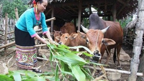 Thoát nghèo nhờ Ngân hàng chính sách xã hội