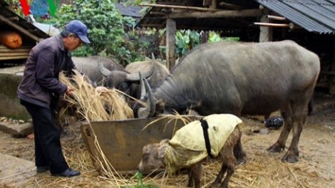 Lai Châu chủ động phòng rét sớm cho đàn gia súc