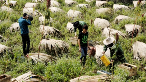 Mật ong bạc hà giá trị kinh tế cao