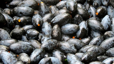 Hiệu quả mô hình trồng trám ở Thái Nguyên