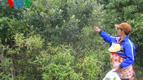 Người Xơ đăng hái sim rừng bán