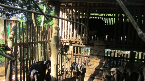 Người Mường làm giàu từ rừng