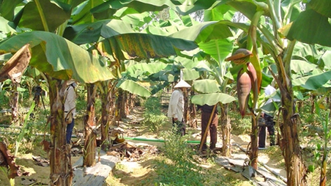 Mô hình trồng xen canh cây dược liệu