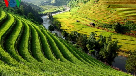 Dù lượn “Bay trên mùa vàng” Mù Cang Chải
