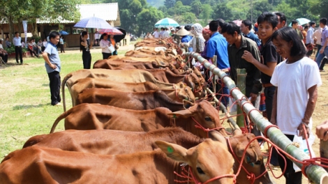 Hỗ trợ 2.000 con bò giống sinh sản cho đồng bào Raglai nghèo