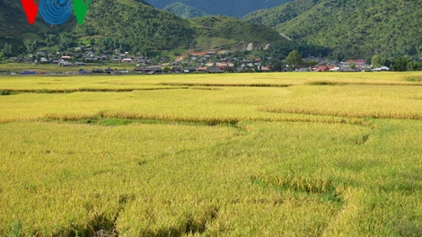 Nếp tan Ngọc Chiến vào mùa gặt