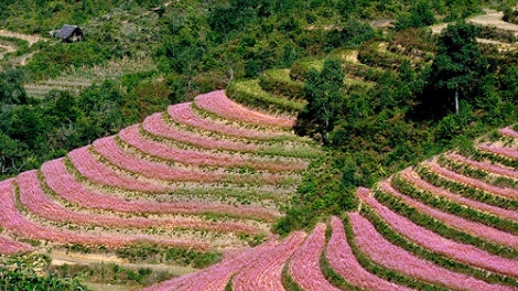 Mùa hoa - Then cải biên