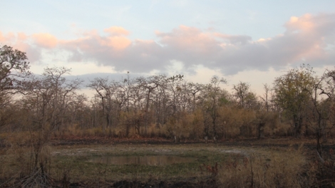 Giải pháp khôi phục rừng ở Tây Nguyên