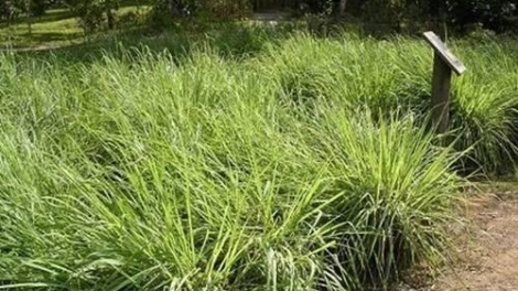 Hợp tác chưng cất tinh dầu sả