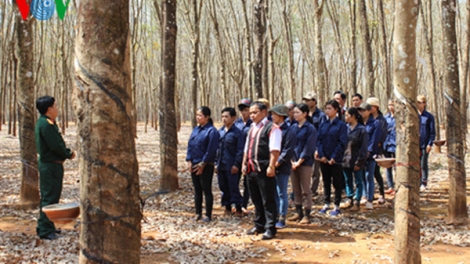 Người Rơ Măm học trồng cao su
