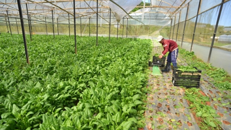 Kết nối tiêu thụ nông sản vùng cao