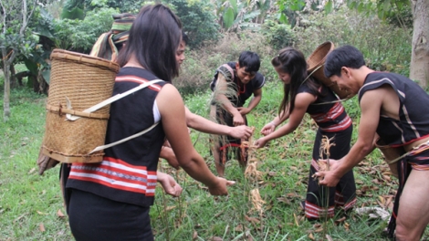 Người Xơ Teng ăn lúa giống thừa