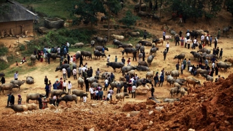 Chợ trâu Cán Cấu