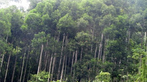Ông Phó bí thư tính chuyện bán ôxy