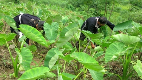 Thơm ngon khoai sọ Thuận Châu