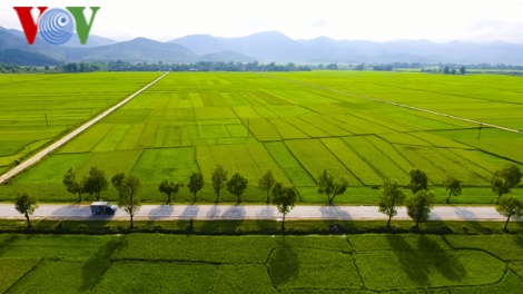 Mùa về trên cánh đồng Mường Thanh