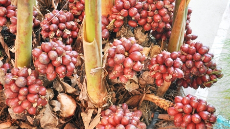 Phát triển cây thảo quả ở vùng cao Hà Giang