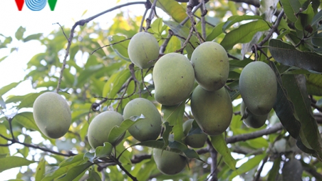 Ngày hội xoài Yên Châu