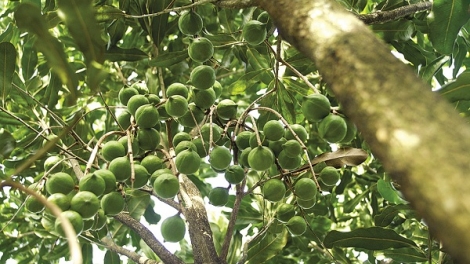 Lai Châu sẽ trồng 3.600ha cây mắc ca