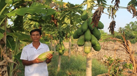 Nhà nông Khmer nhạy bén làm giàu