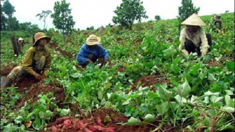 Thanh niên làm kinh tế giỏi ở Đắc Lắc
