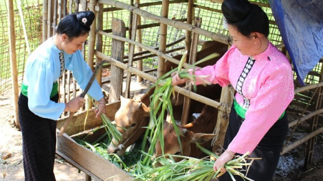 Sơn La đẩy mạnh cho vay thông qua các tổ vay vốn