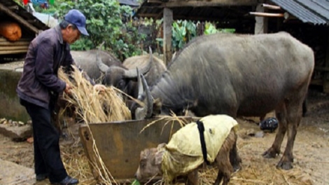 Sơn La chủ động phòng chống rét cho gia súc những ngày rét đậm, rét hại