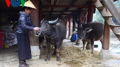 Sơn La chủ động ứng phó với rét đậm