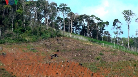 Rừng bị tàn phá bởi chính những người bảo vệ rừng