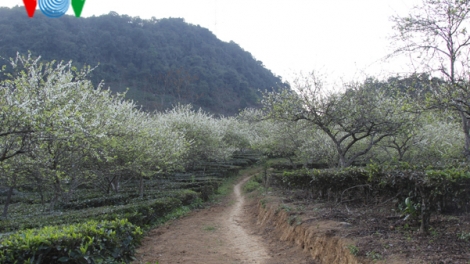 Du lịch Mộc Châu đầu xuân