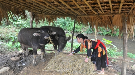 Vùng cao Yên Bái chủ động phòng chống rét cho gia súc