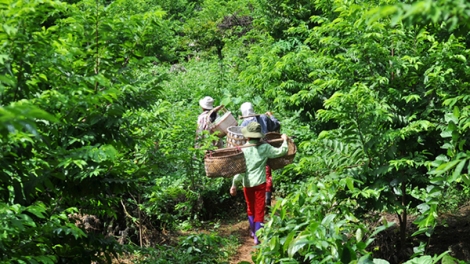 Chi Lăng áp dụng kỹ thuật vào sản xuất nông nghiệp