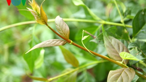 Lá ngón và những cái chết đau lòng ở vùng cao Lai Châu