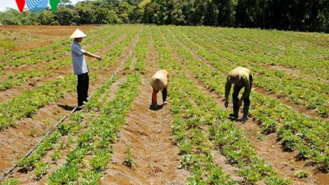 Kon Tum tìm chỗ đứng cho dược liệu bản địa