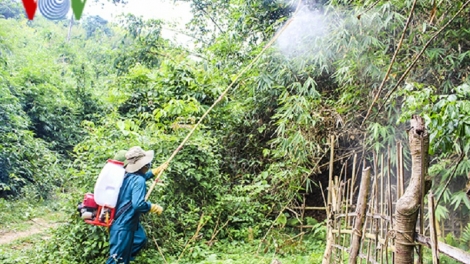 Dịch châu chấu tre lưng vàng diễn biến phức tạp