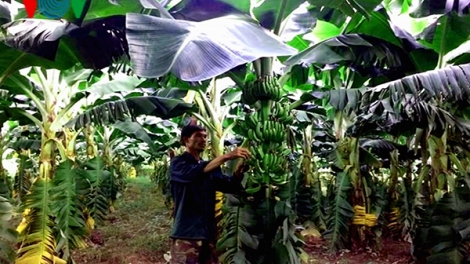 Triển vọng từ mô hình liên kết 3 nhà ở huyện Buôn Đôn