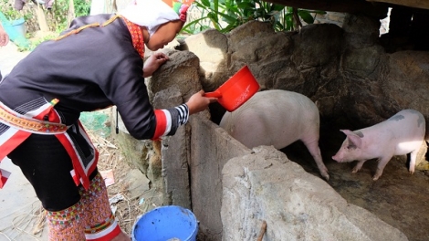 Vùng cao Bình Liêu vươn lên thoát nghèo