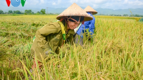 Gạo tám Điện Biên hướng tới sản xuất sạch