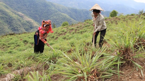 Bài toán trồng sả không phải phá rừng của người Hà Nhì