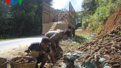 Sắn Kon Tum mùa đắng mùa ngọt