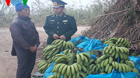 Vươn lên thoát nghèo nhờ cây chuối