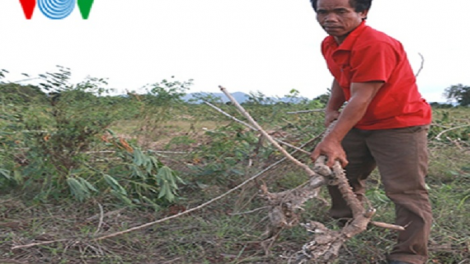 Cho thuê đất sản xuất, đồng bào dân tộc thiểu số thành người làm thuê trên đất của mình