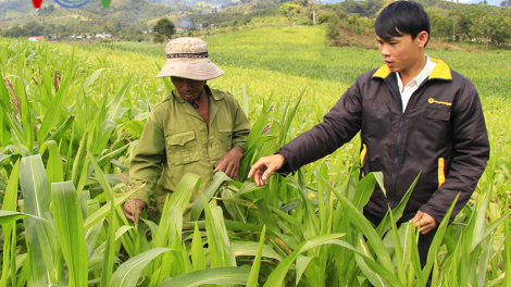 Cánh đồng mẫu lớn của người Xơ đăng