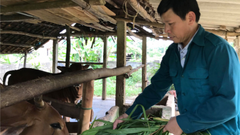 Hiệu quả từ Quỹ  hỗ trợ hội nông dân Ba Vì