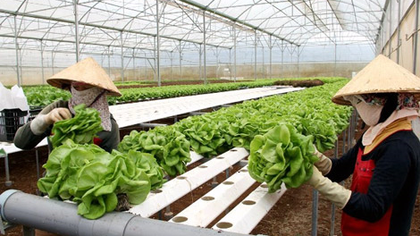 Lâm Đồng phát triển nông nghiệp công nghệ cao